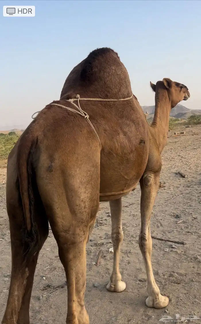 خلفه 7