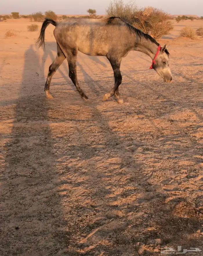 للبيع حصان ابل طبعه رقم واحد 0