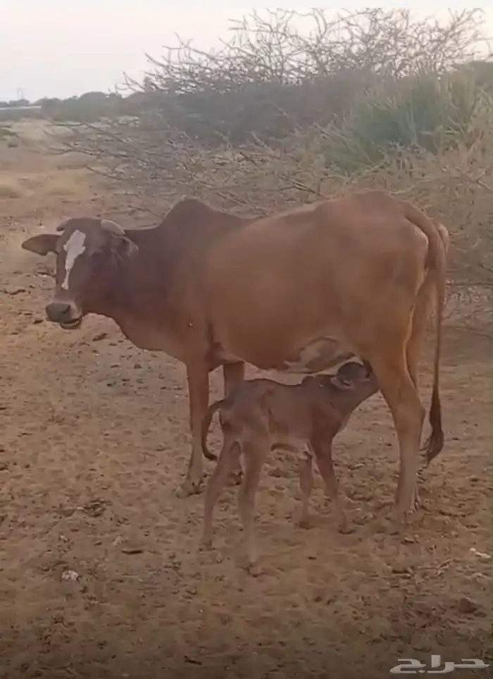بقرة رعوية منتوجة معها انثى 0