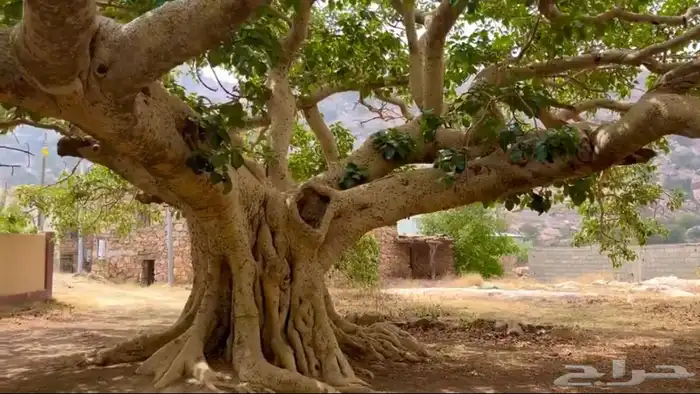 شتلات الرقاع المعمره 2