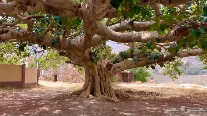 شتلات الرقاع المعمره 1