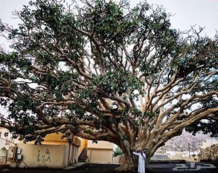 شتلات الرقاع المعمره 0