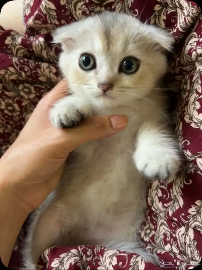 كيتن سكوتش فولد ذكر للبيع 3