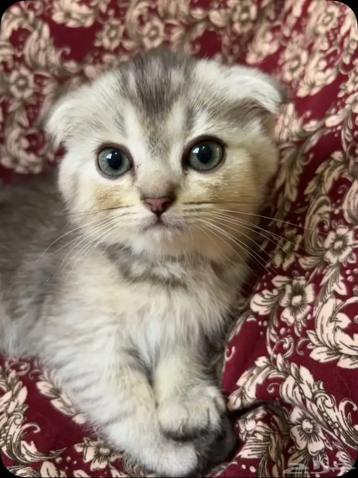 كيتن سكوتش فولد ذكر للبيع 2