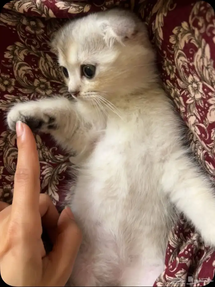 كيتن سكوتش فولد ذكر للبيع 0