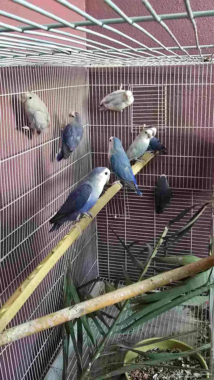 8 حبات روز للبيع ( تم البيع ) 0