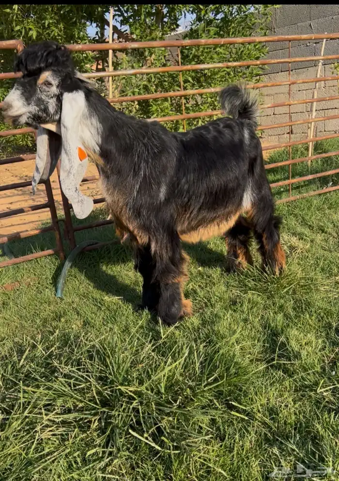 تيس عارضي عطر خصم 0