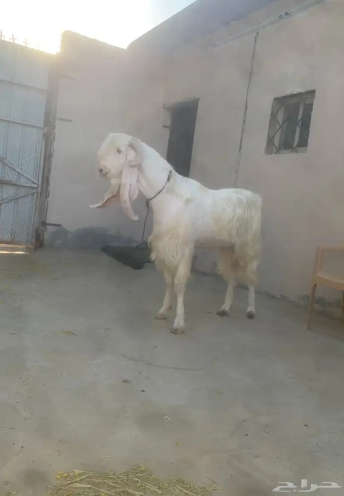 سوق المواشي الاحساء 0