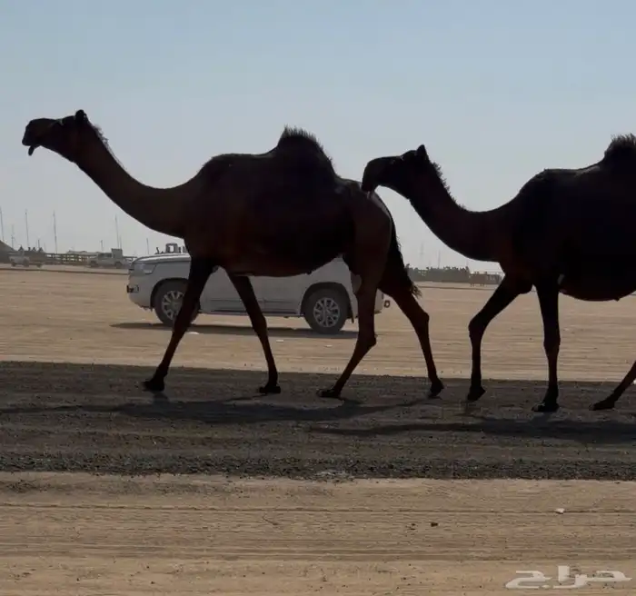 لقاح مجاهيم مقاريب 0