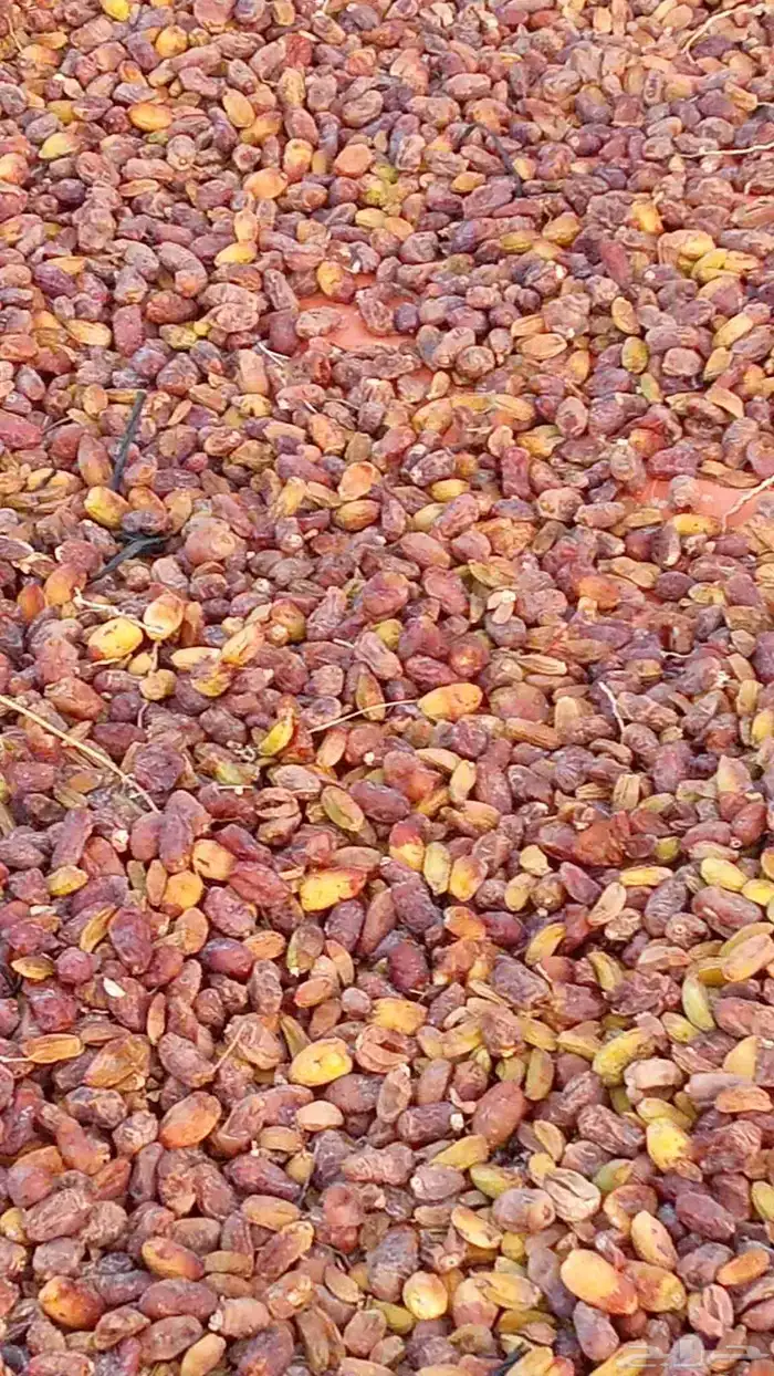 يوجد حشف للبيع كميه 1