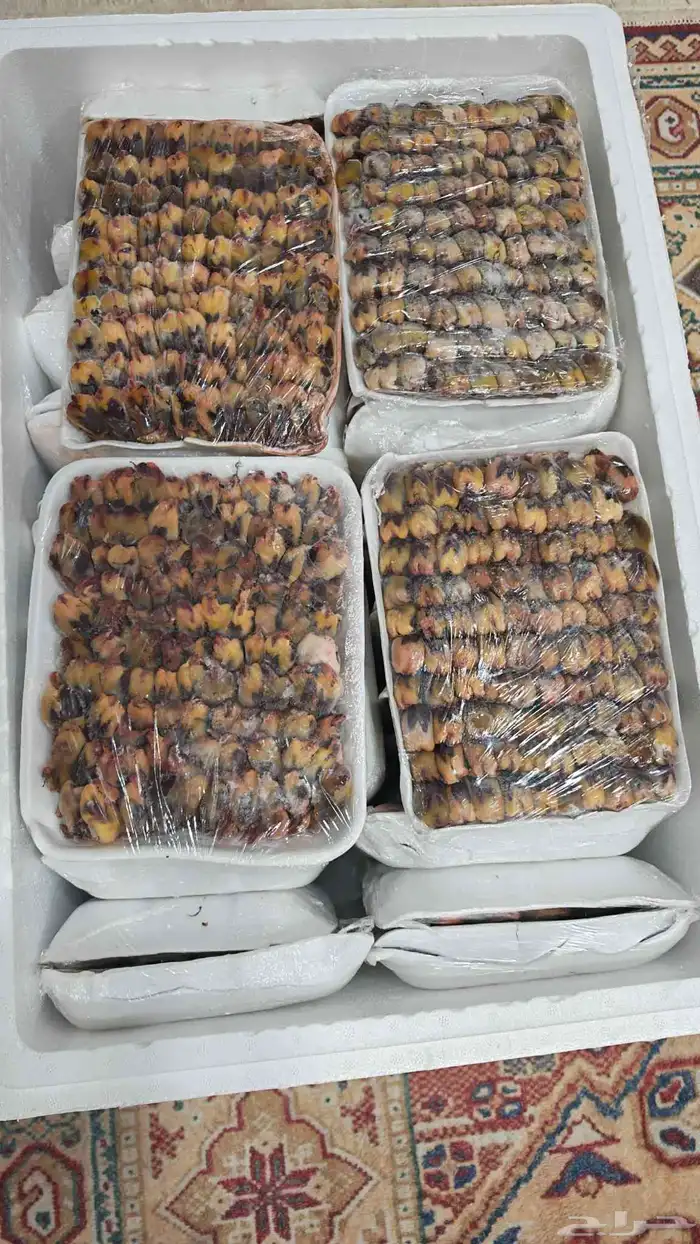 طيور دخل مهاجر طرح جديد صغير وكبير بسعر الجمله 2