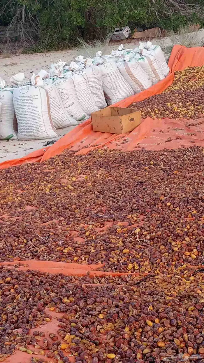 يوجد حشف للبيع كميه 0