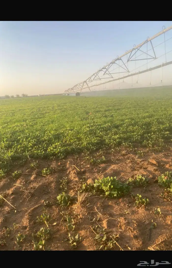 للبيع مزرعة بجانين قريبة من بقعاء الشرقية 2