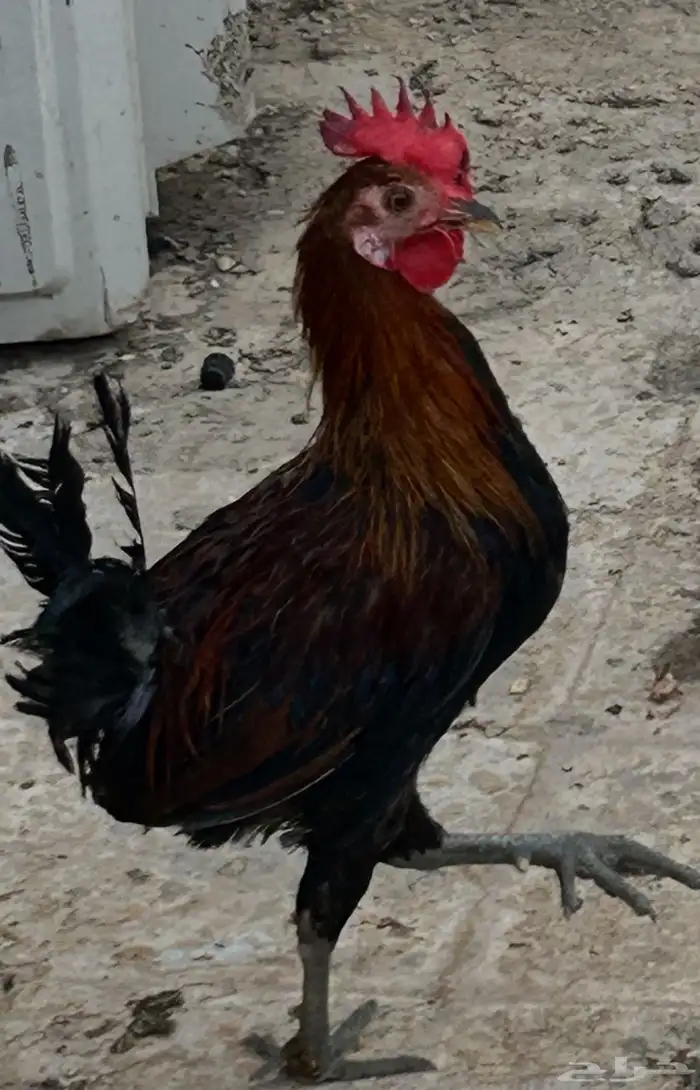 ديك عربي العمر سبع اشهور وامه عندي وانا مربيه وهو صوص صغير 8