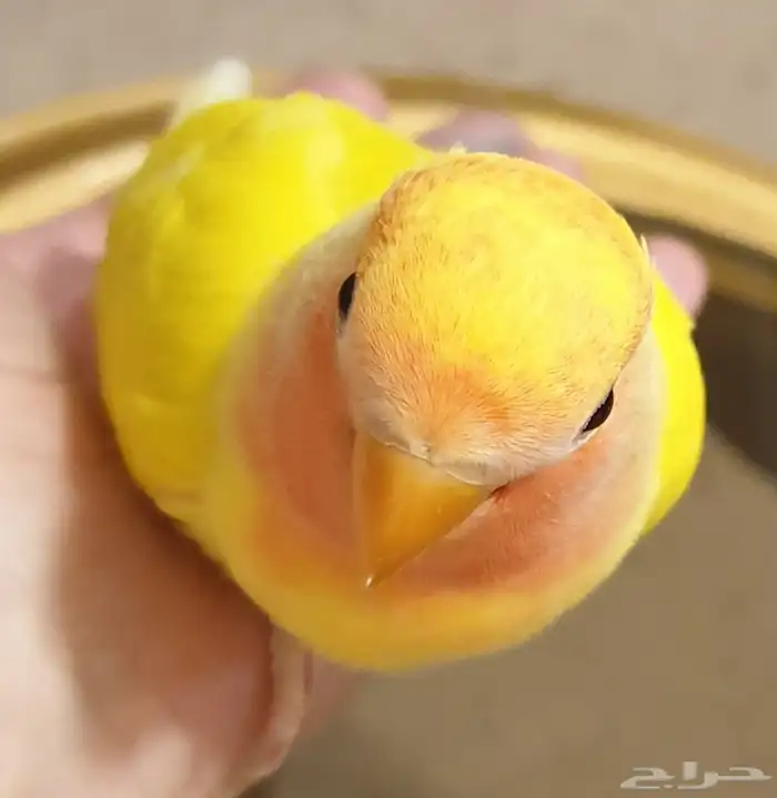 فرخ روز هدد Tame Chick محجل 8