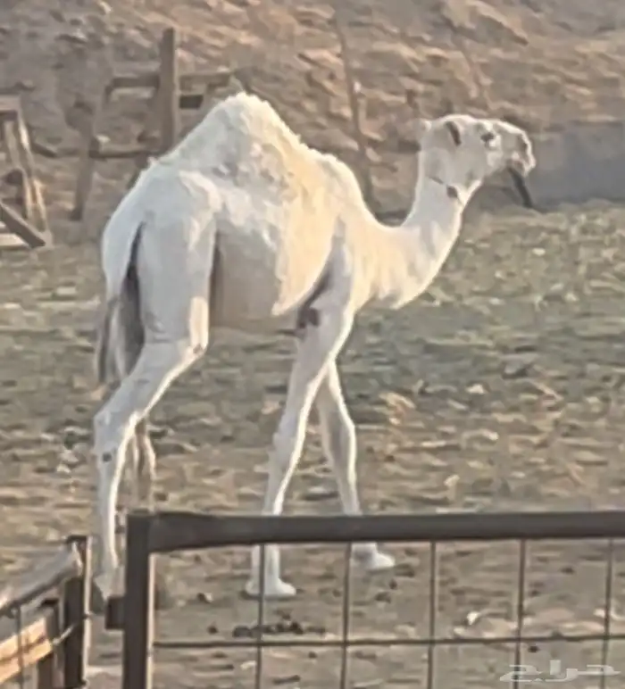 قعود أوضح حوار كفو باتلي 1