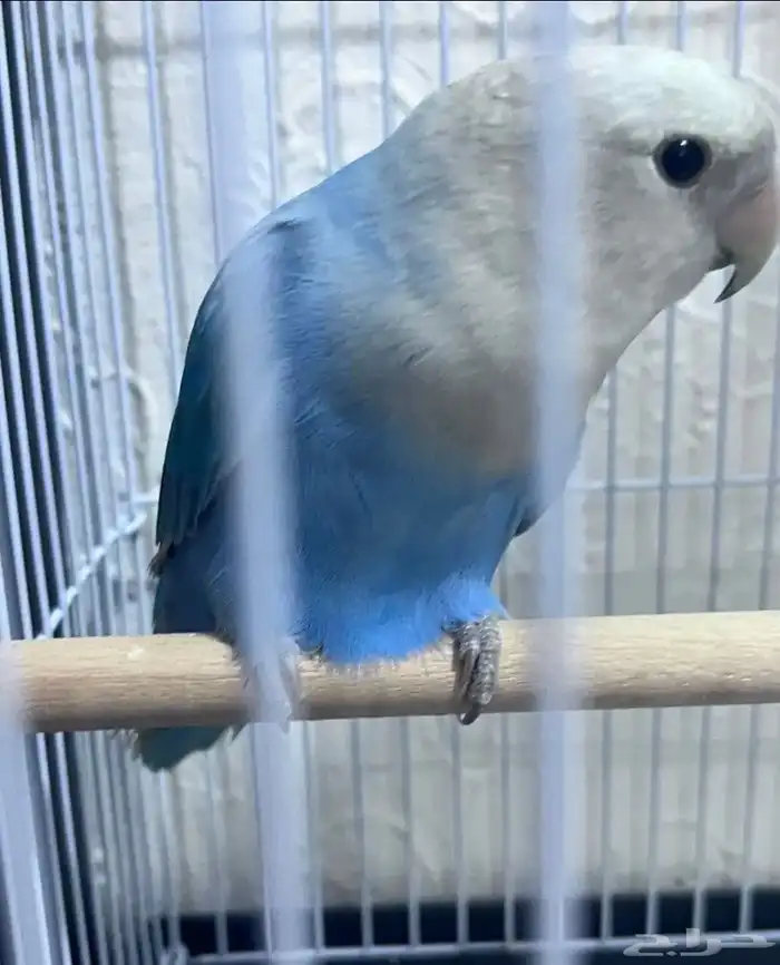 ببغاء روز ازرق جميل 2
