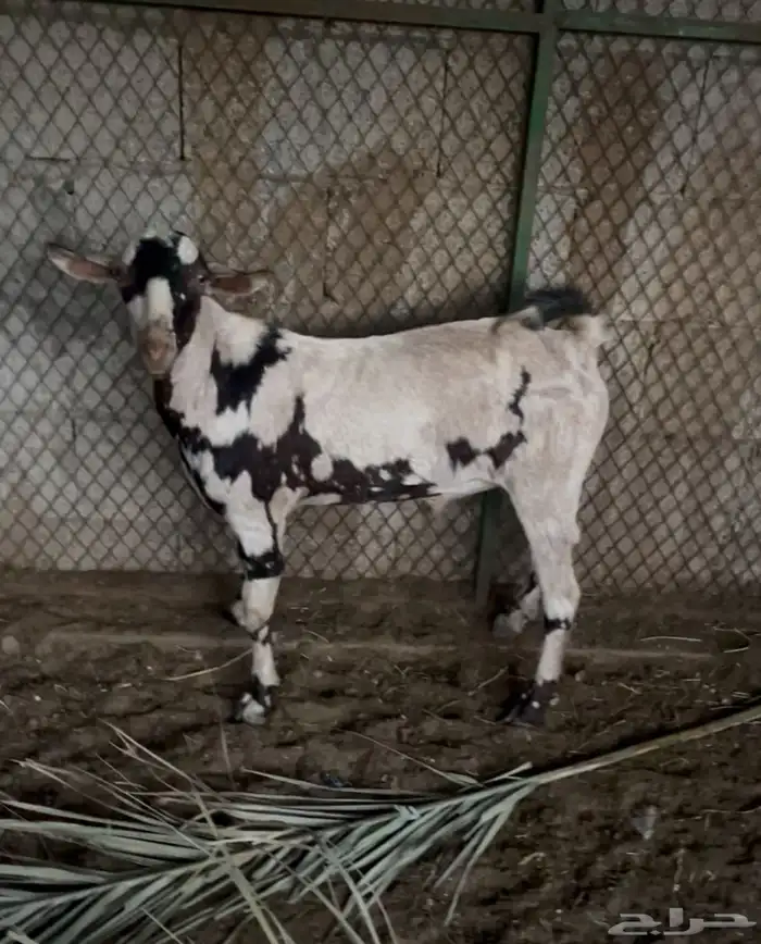 للبيع تيس عماني عله سوم 0