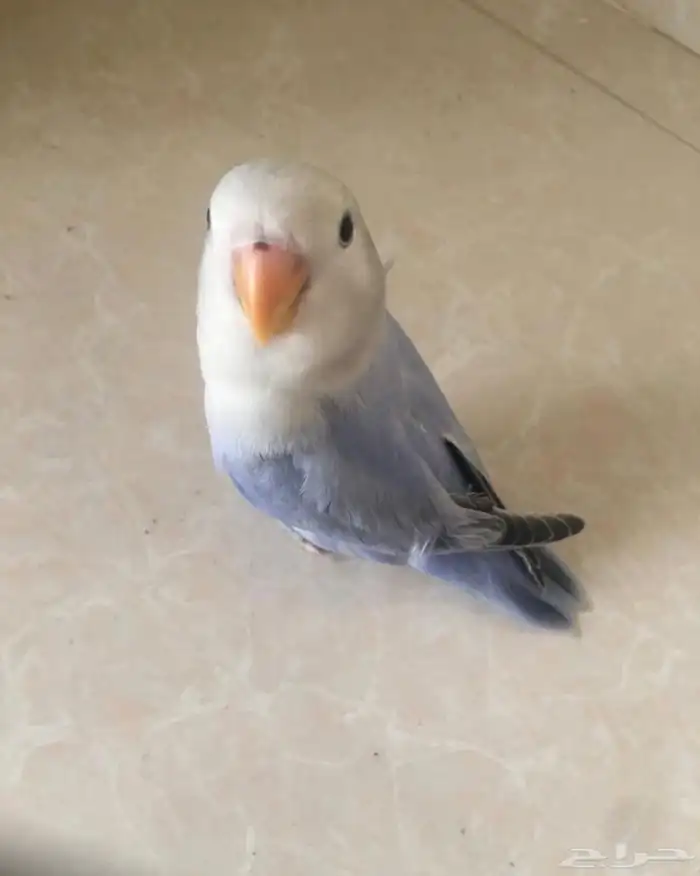 طير روز اليف جدا 2