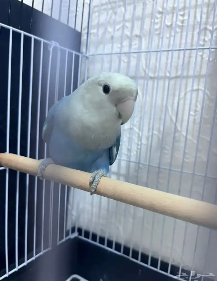 ببغاء روز ازرق جميل 3