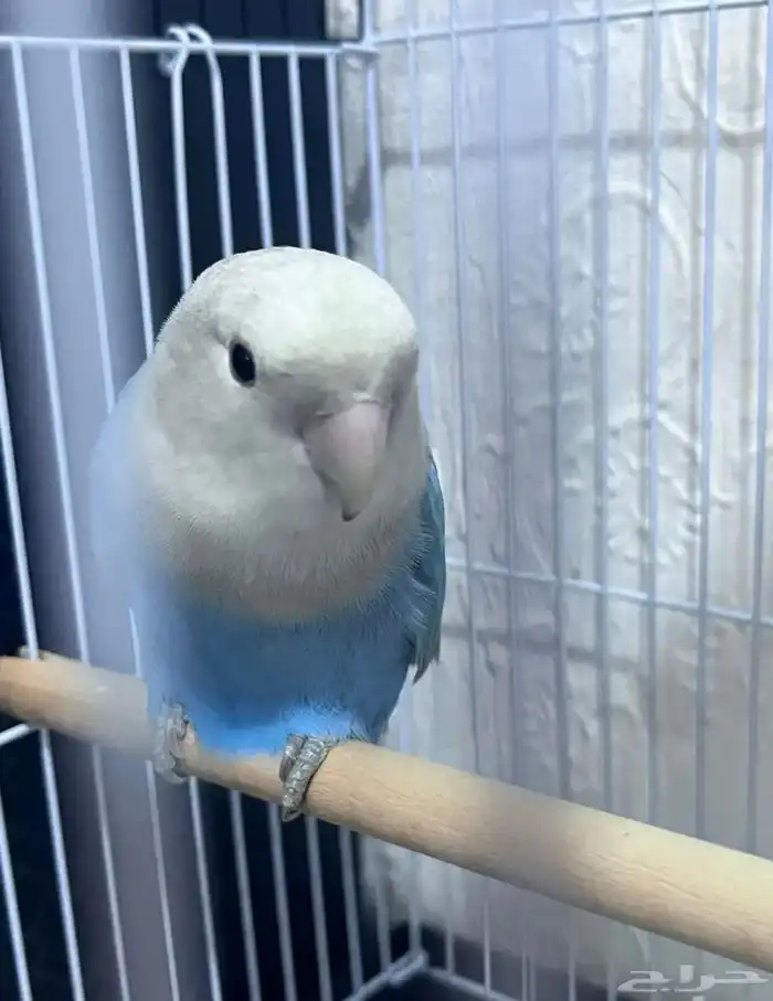 ببغاء روز ازرق جميل 0