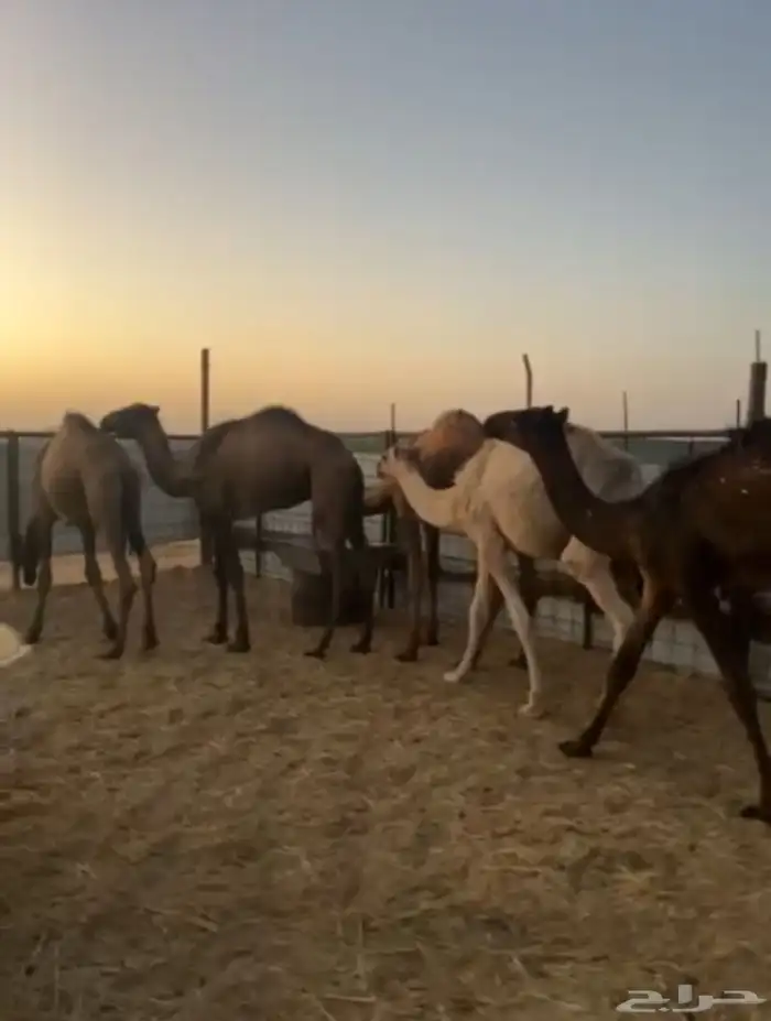 قعدان رفائع الجمش 1