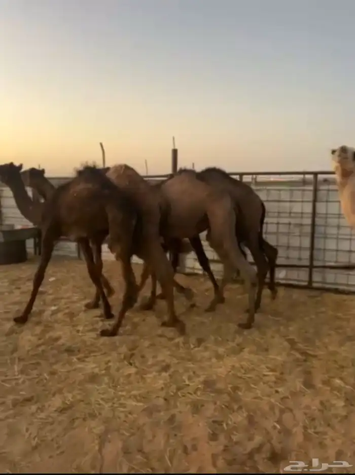 قعدان رفائع الجمش 0