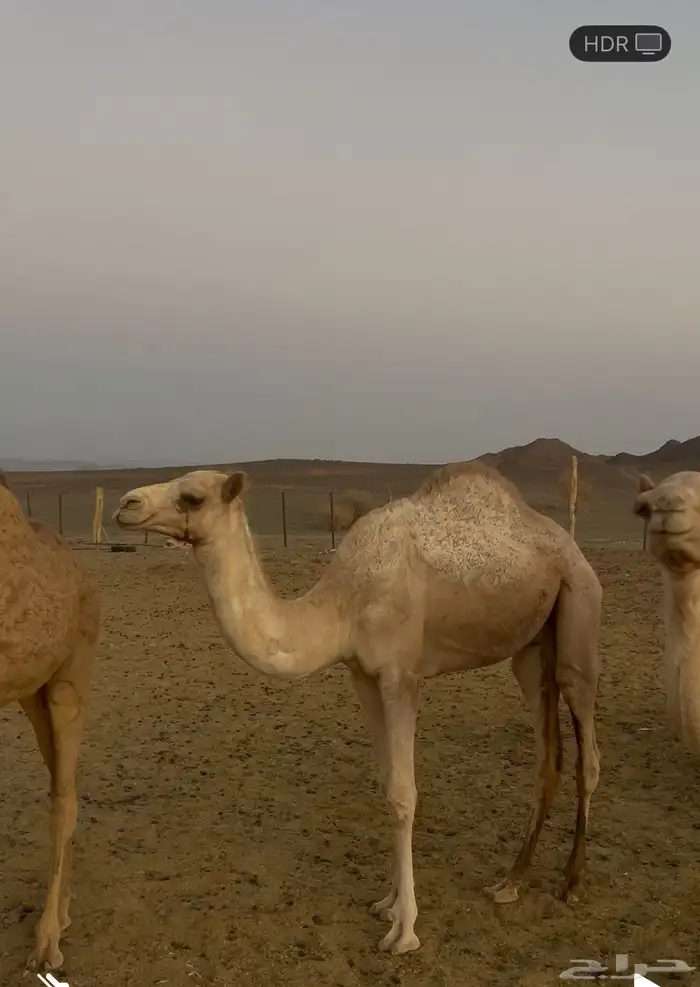 ذلول جاهزه لى الضراب 2