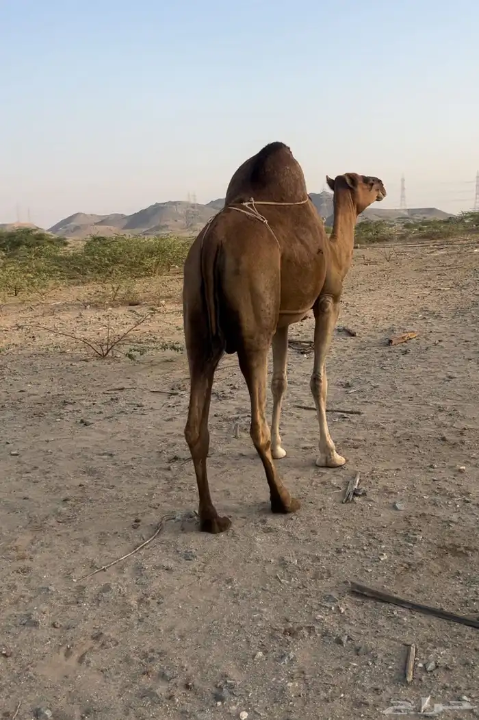 خلفه 4
