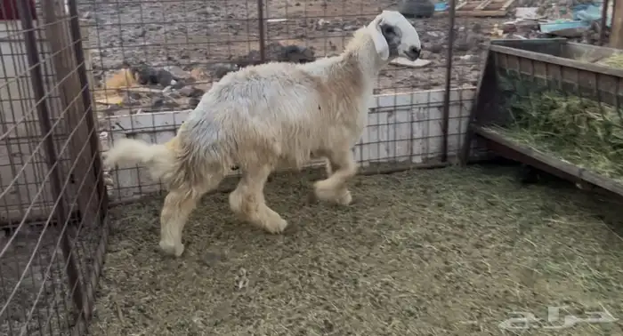 للبيع خروف نجدي جبر شحم 0