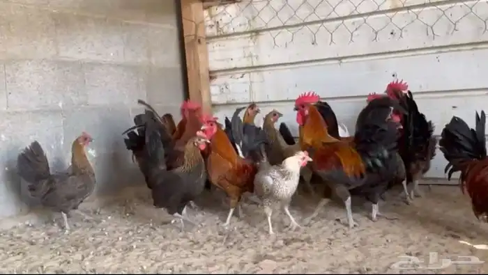 دجاج بلدي ذهبي 0