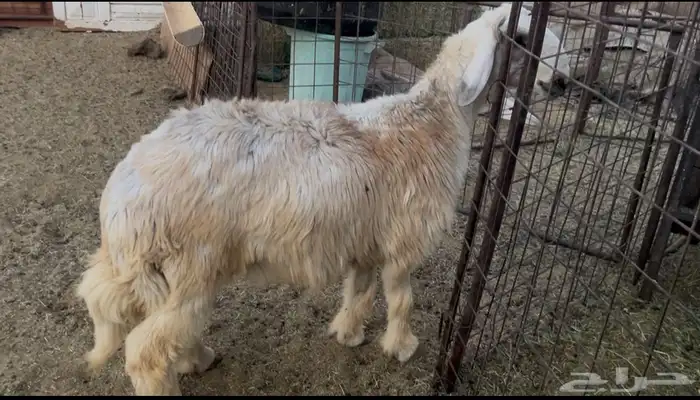 للبيع خروف نجدي جبر شحم 1