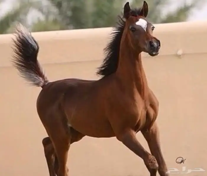 مطلوب مهره او فرس 0