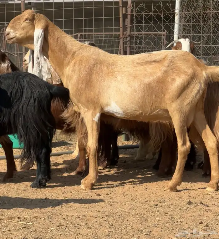 ماعز مطور فاخر من الأخر العدد 3 دفيع 3