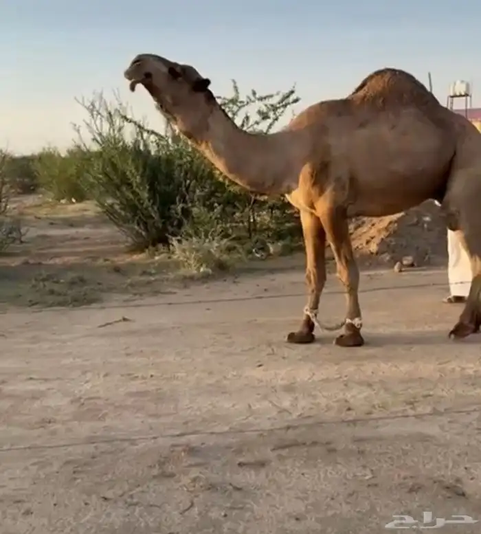 فحول ابل معرفه 5