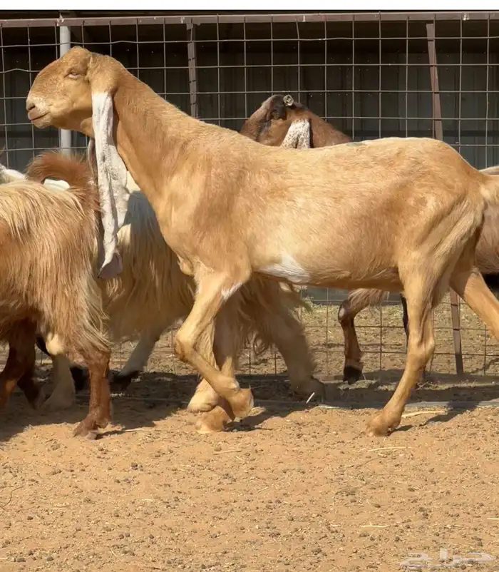 ماعز مطور فاخر من الأخر العدد 3 دفيع 6