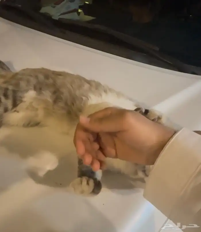 قط اليف للتبني 2