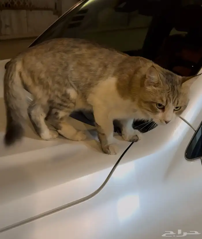 قط اليف للتبني 4