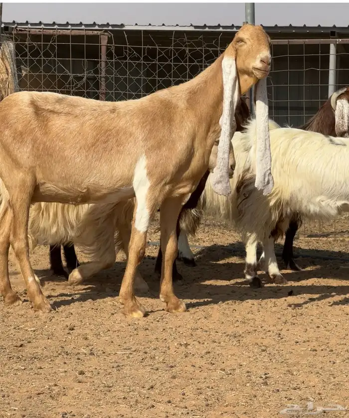 ماعز مطور فاخر من الأخر العدد 3 دفيع 0