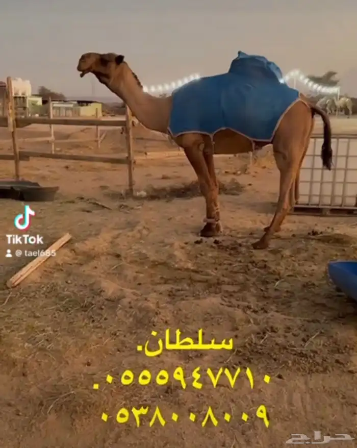 فحول ابل معرفه 0