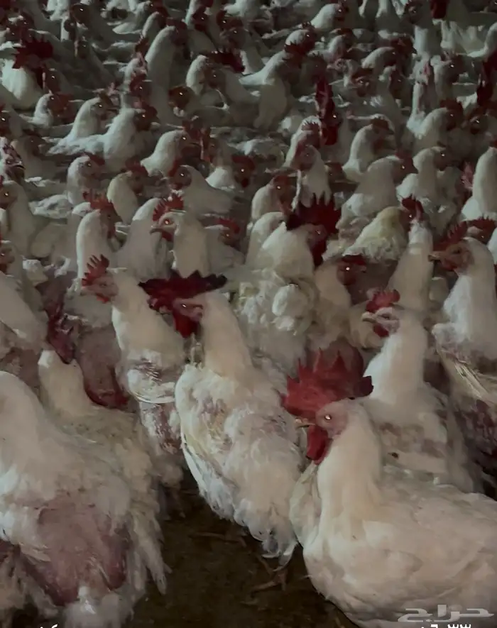 امهات الكميه للبيع 16 وديك بي 23 في توصيل الرياض 0