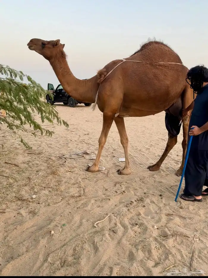 خلفة ساحلية مصغر حمراء دم 3