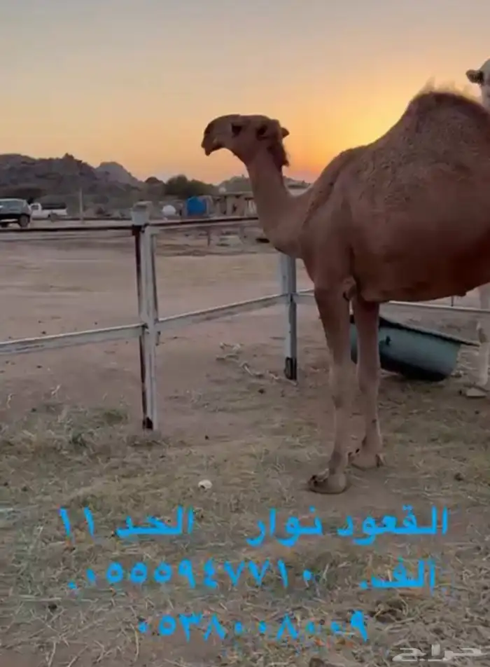 فحول ابل معرفه 3