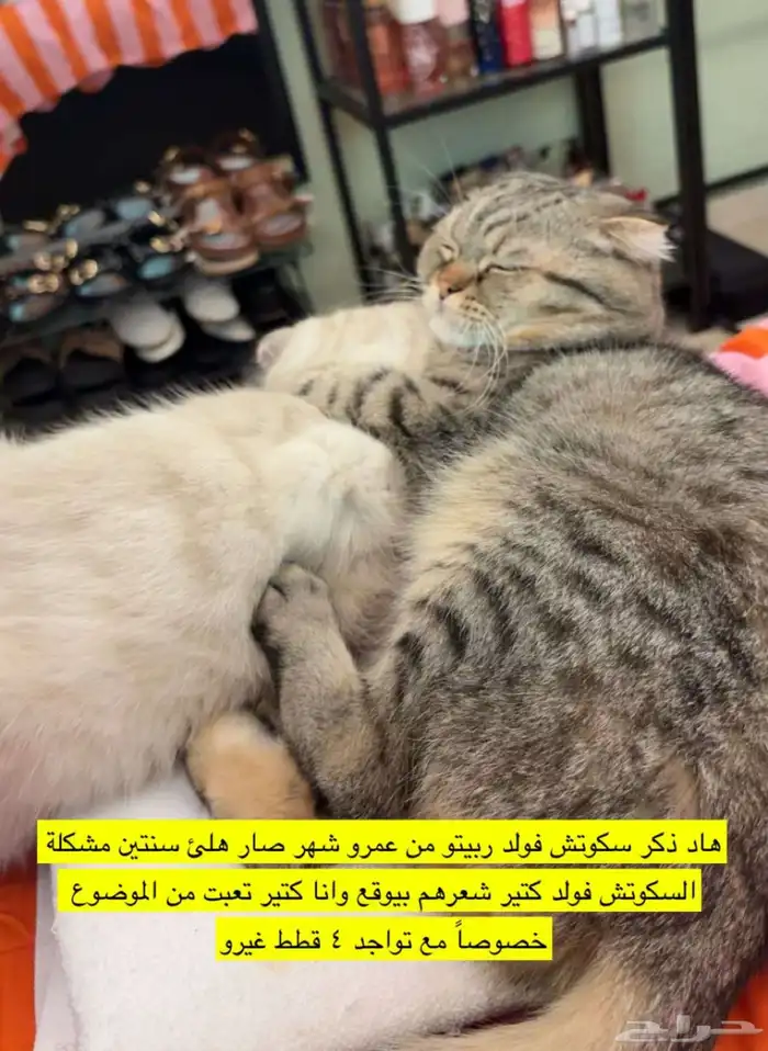 قط سكوتش فولد 0