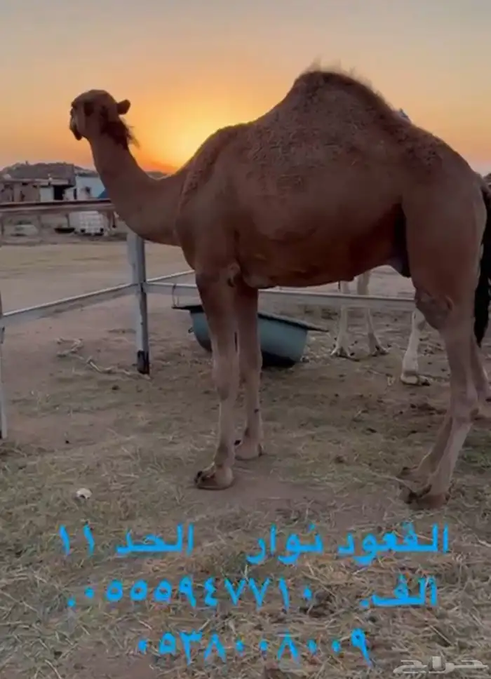 فحول ابل معرفه 6