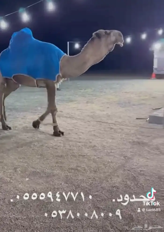 فحول ابل معرفه 4