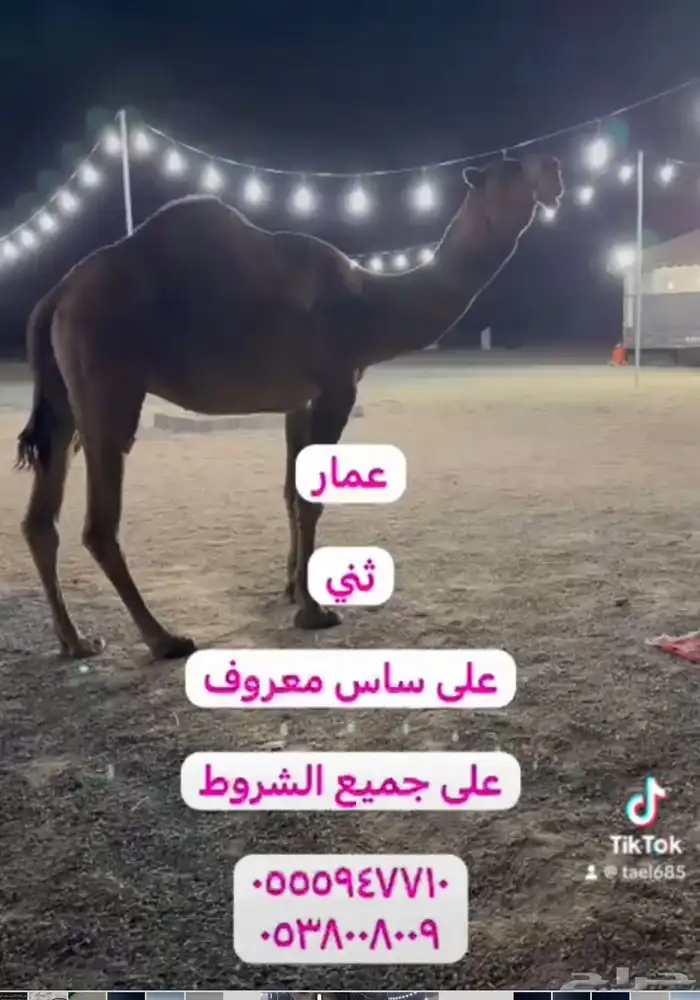 فحول ابل معرفه 1