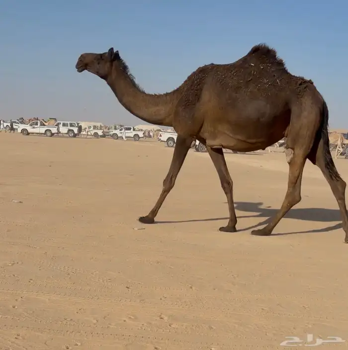 لقاح مجاهيم مقاريب 1