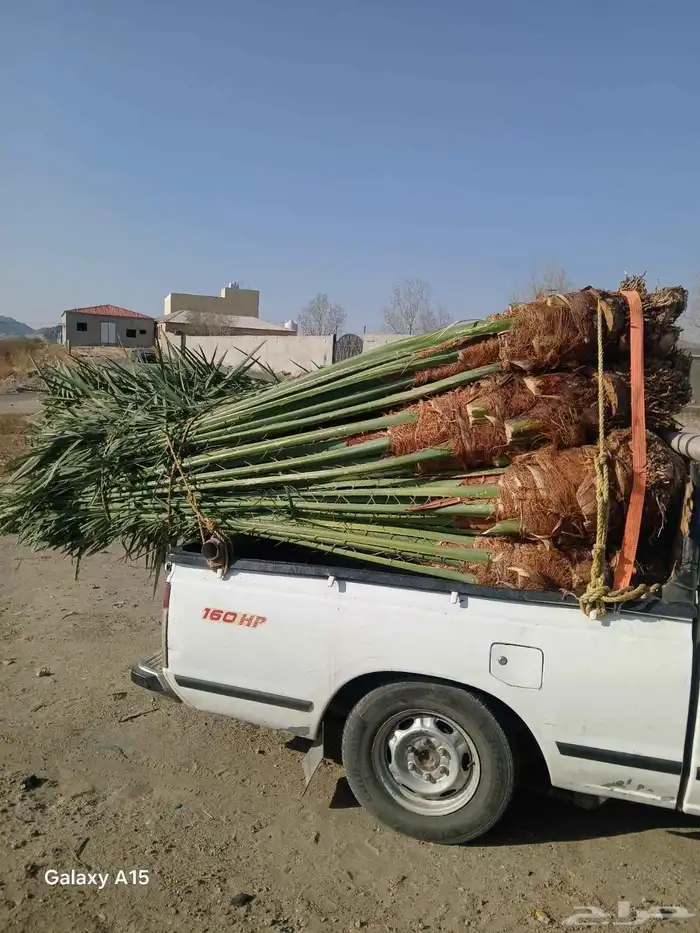 عندنا نخل طيب متواجد في مكه ولي العهد موصل لجميع انحاء الممل 2