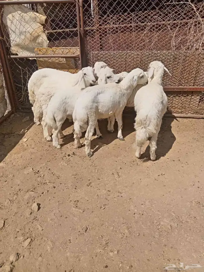 8 من البهم اسمان ونظاف وذبح كله 5